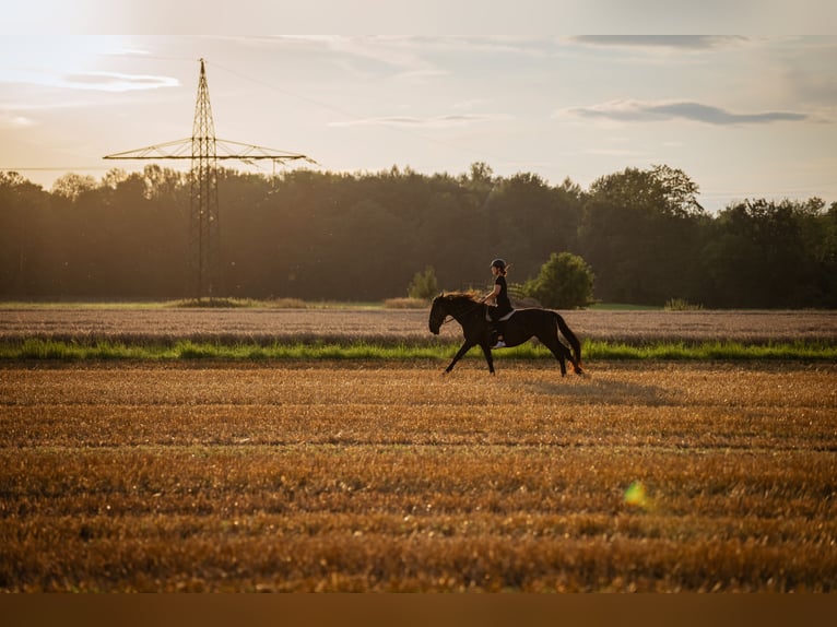 Murgese Mare 13 years 16 hh Black in Weichering