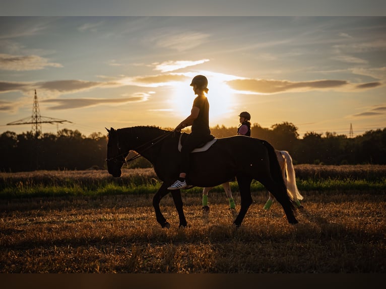 Murgese Mare 13 years 16 hh Black in Weichering