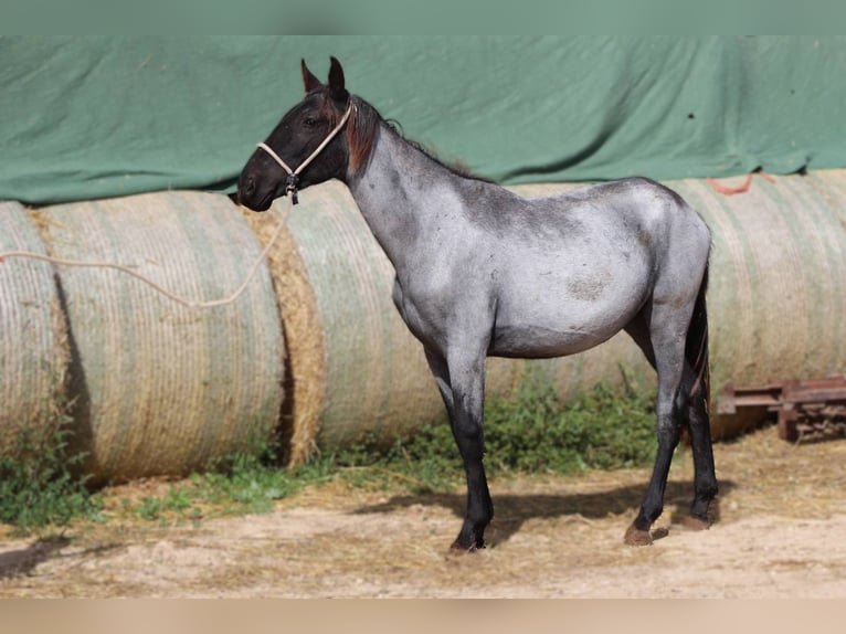 Murgese Mare 1 year 15,2 hh Roan-Blue in Martina Franca