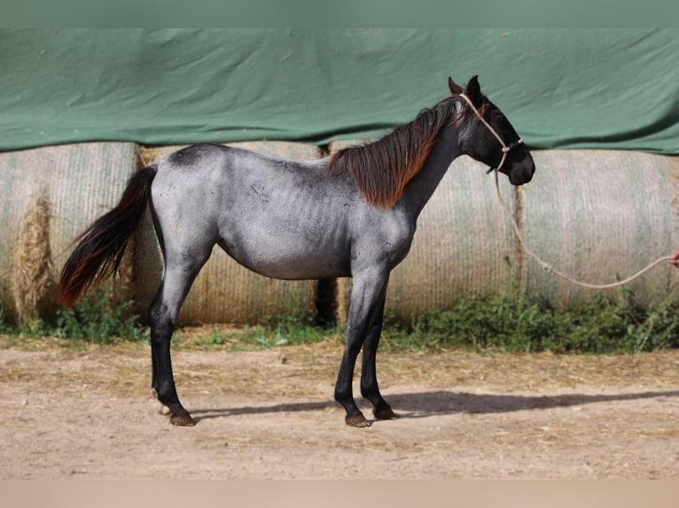 Murgese Mare 1 year 15,2 hh Roan-Blue in Martina Franca