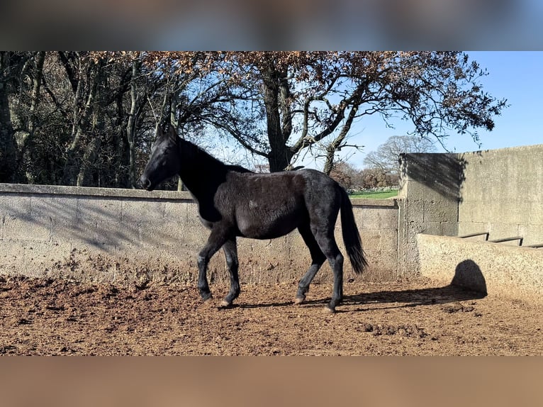 Murgese Mare 1 year 15,2 hh Black in Martina Franca