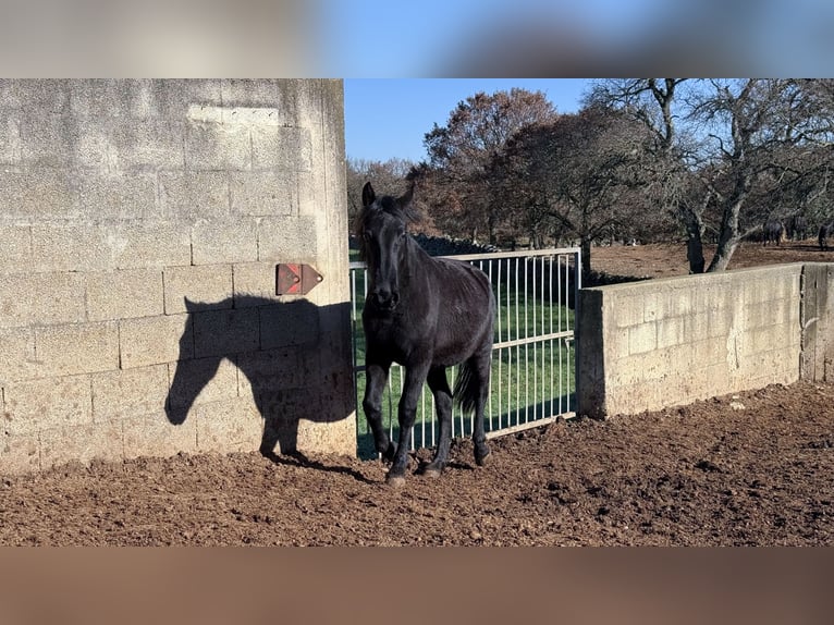 Murgese Mare 1 year 15,2 hh Black in Martina Franca