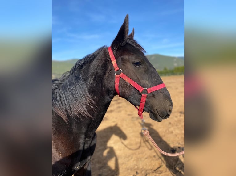 Murgese Mare 1 year 16 hh Black in Cuges-les-Pins