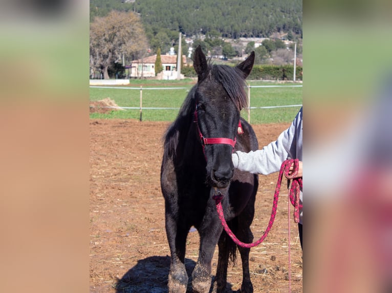 Murgese Mare 1 year 16 hh Black in Cuges-les-Pins