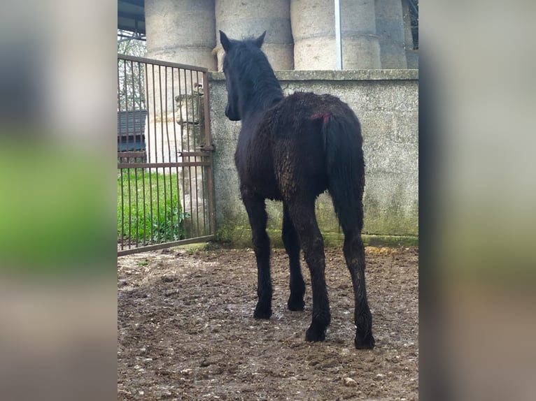 Murgese Mare 1 year Black in Martina Franca