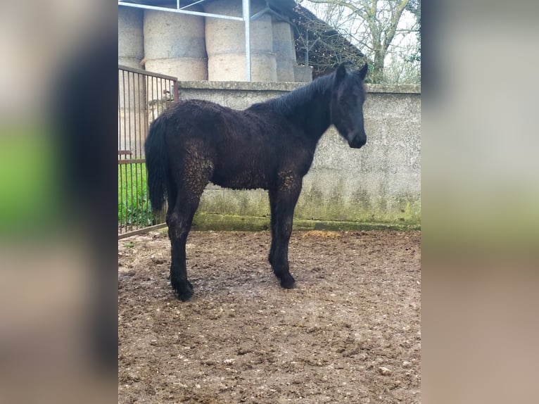 Murgese Mare 1 year Black in Martina Franca