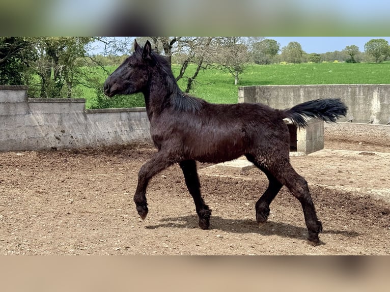 Murgese Mare 1 year Black in Martina Franca
