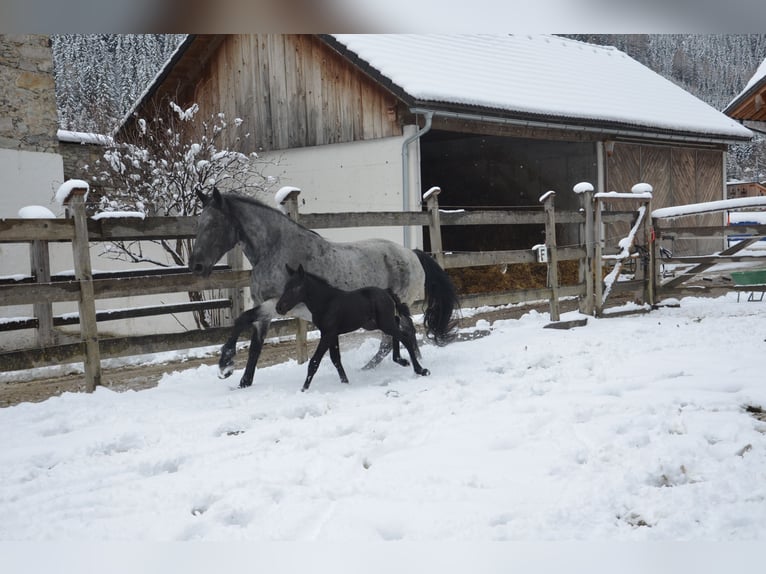 Murgese Mare 1 year Roan-Blue in Tweng