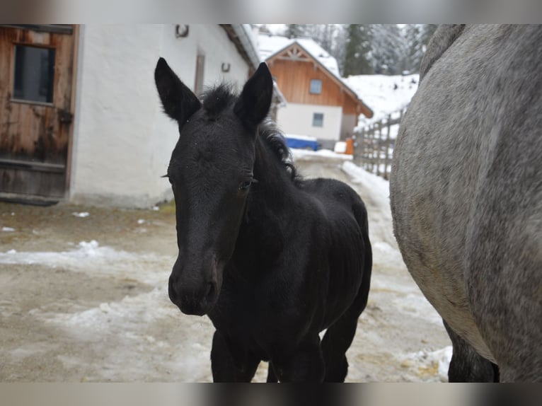 Murgese Mare 1 year Roan-Blue in Tweng