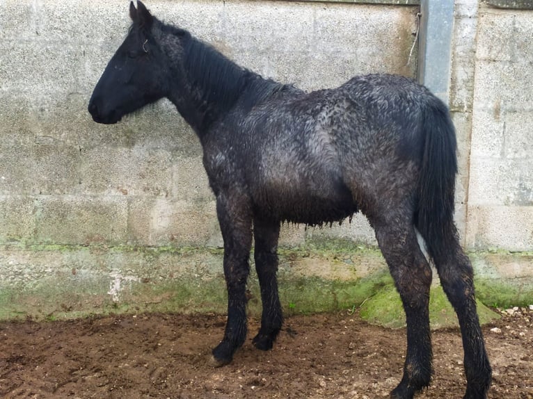 Murgese Mare 1 year Roan-Blue in Martina Franca