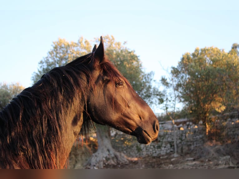 Murgese Mare 2 years 15,1 hh Black in Castellana grotte