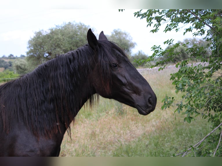 Murgese Mare 2 years 15,1 hh Black in Castellana grotte