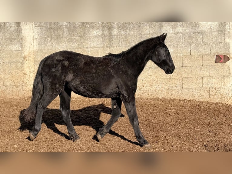 Murgese Mare 2 years 15.2 hh Black in Martina Franca