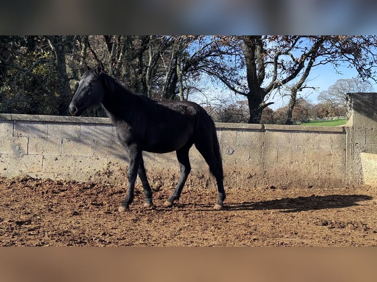 Murgese Mare 2 years 15.2 hh Black in Martina Franca