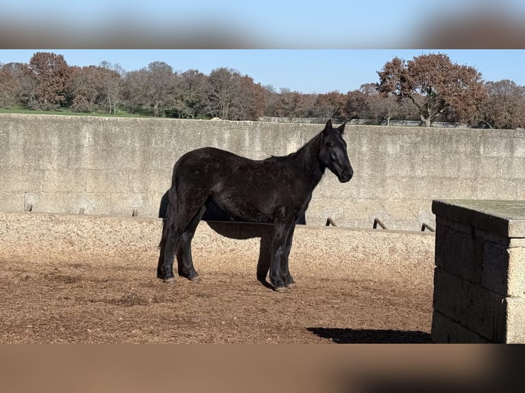 Murgese Mare 2 years 15.2 hh Black in Martina Franca
