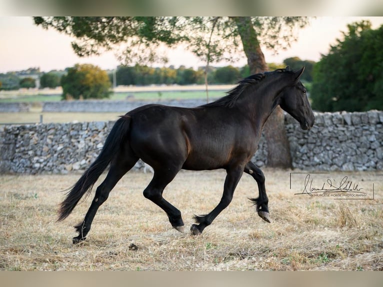 Murgese Mare 2 years 15.3 hh Black in Noci