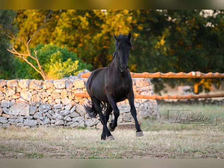 Murgese Mare 2 years 15.3 hh Black in Noci