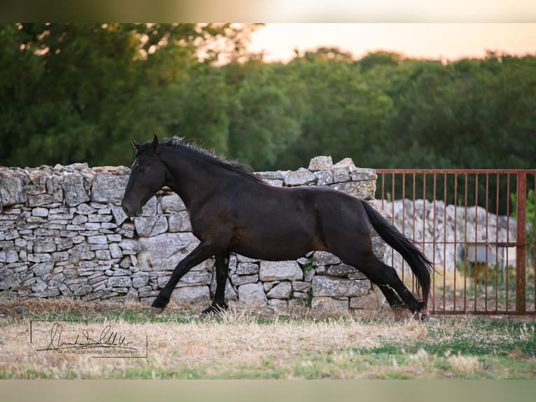 Murgese Mare 2 years 15.3 hh Black in Noci