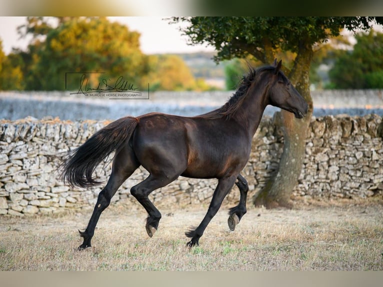 Murgese Mare 2 years 15.3 hh Black in Noci