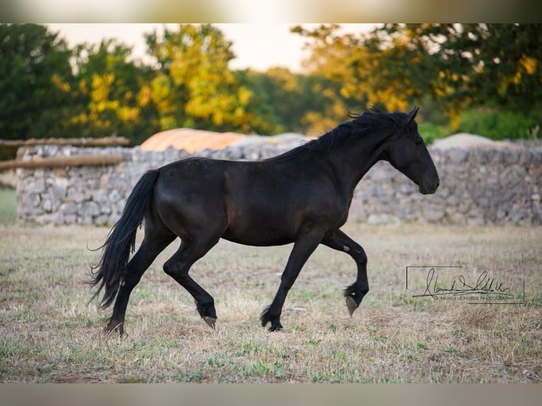 Murgese Mare 2 years 15.3 hh Black in Noci