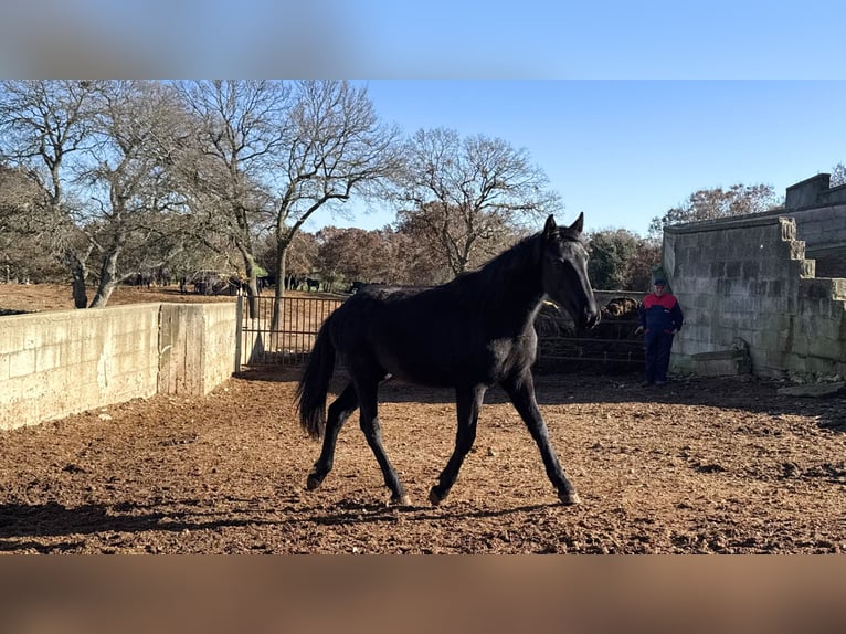 Murgese Mare 2 years 15,2 hh Black in Martina Franca