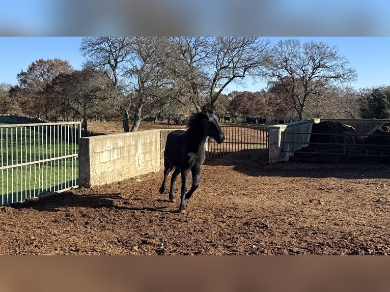 Murgese Mare 2 years 15,2 hh Black in Martina Franca