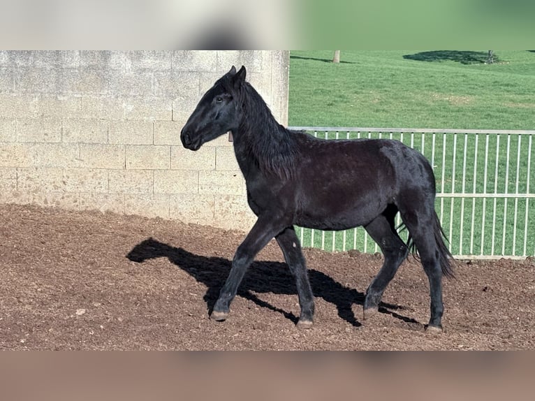 Murgese Mare 2 years 15,2 hh Black in Martina Franca
