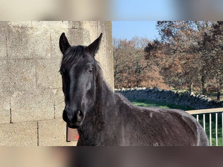 Murgese Mare 2 years 15,2 hh Black in Martina Franca