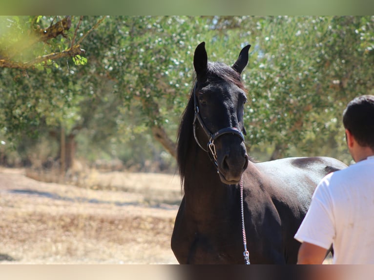 Murgese Mare 2 years 16 hh Black in Martina Franca