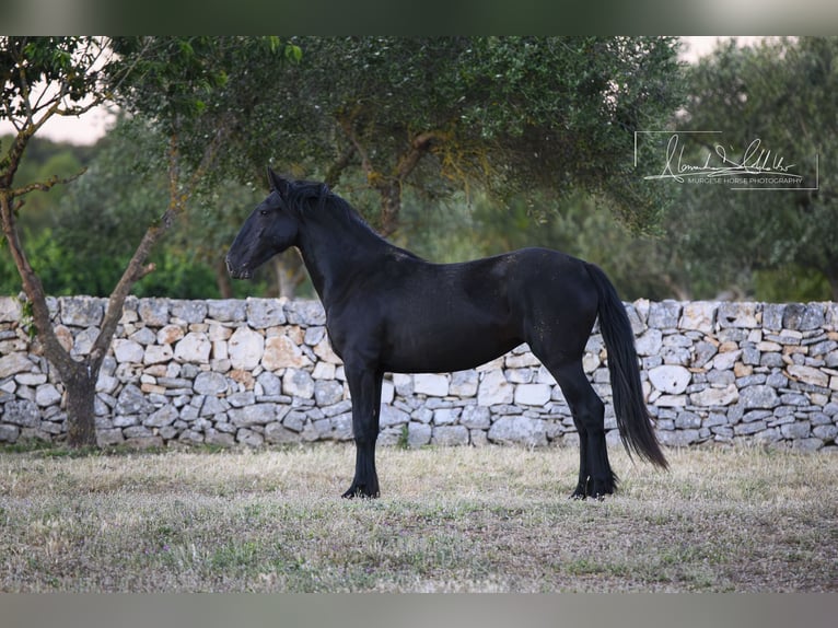Murgese Mare 2 years Black in Noci