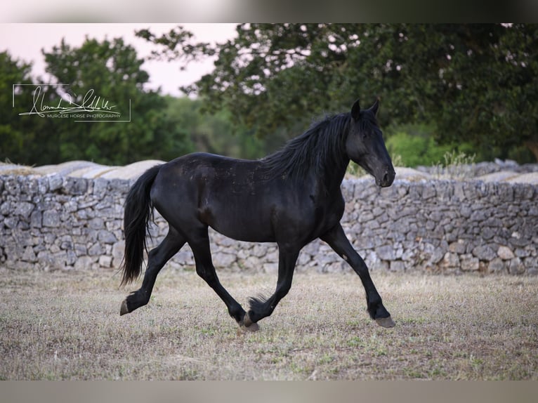 Murgese Mare 2 years Black in Noci
