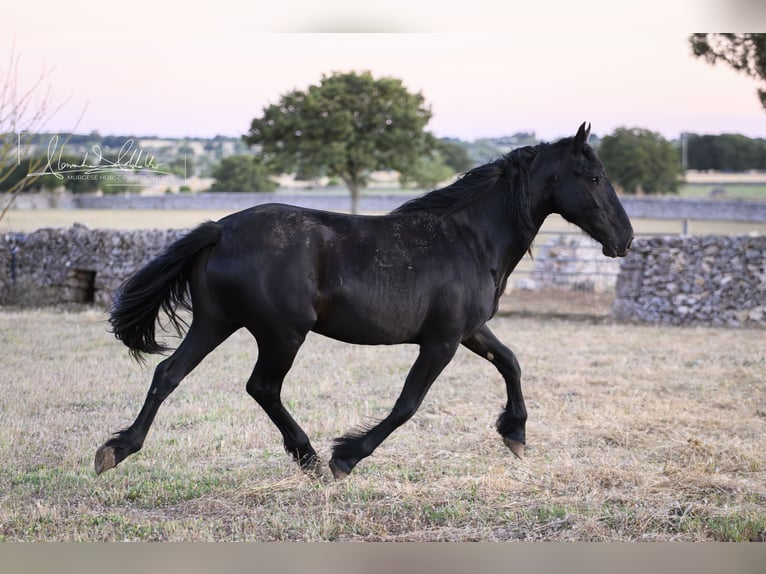 Murgese Mare 2 years Black in Noci