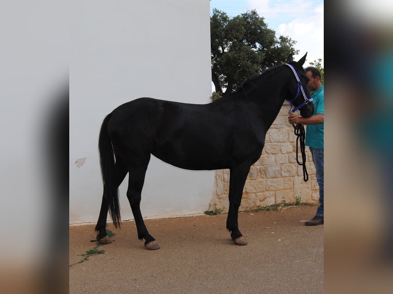 Murgese Mare 3 years 14,2 hh Black in Murgia