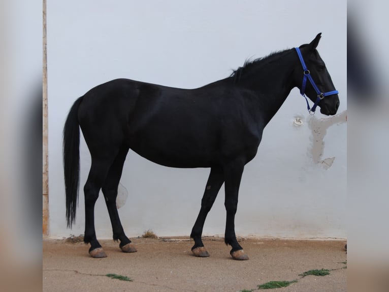 Murgese Mare 3 years 14,2 hh Black in Murgia