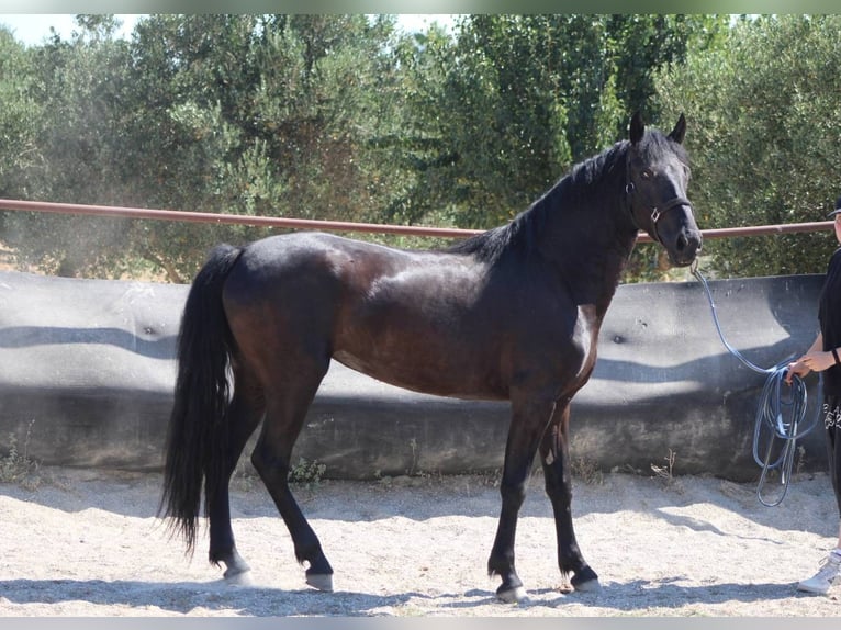 Murgese Mare 3 years 15.1 hh Black in San Paolo