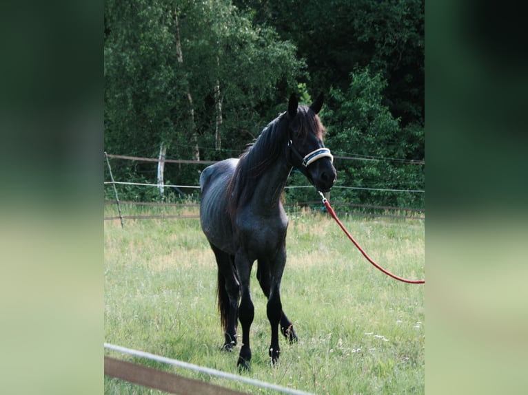 Murgese Mare 3 years 15.1 hh Roan-Blue in Huizen