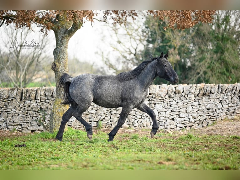 Murgese Mare 3 years 15,1 hh Roan-Blue in Martina Franca