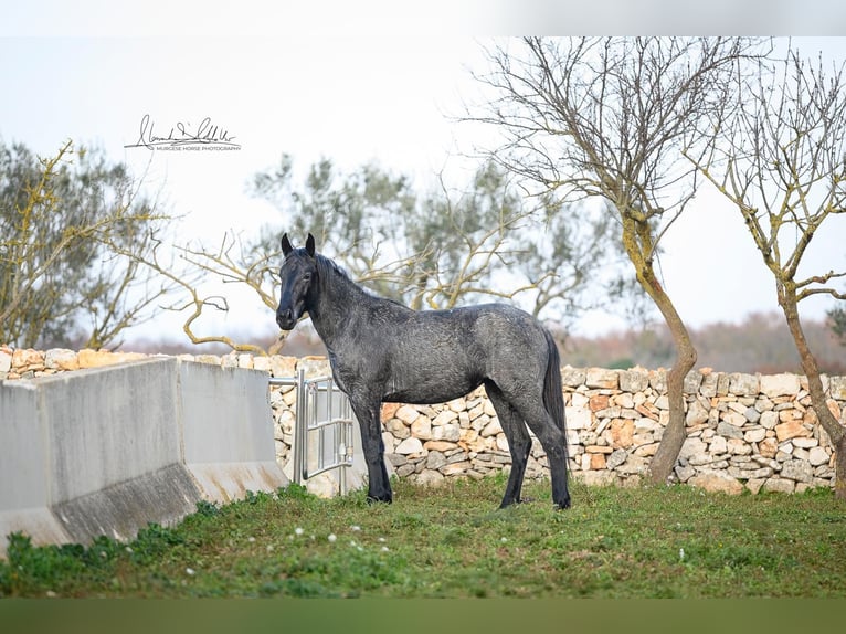 Murgese Mare 3 years 15,1 hh Roan-Blue in Martina Franca