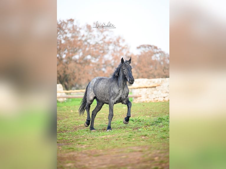 Murgese Mare 3 years 15,1 hh Roan-Blue in Martina Franca