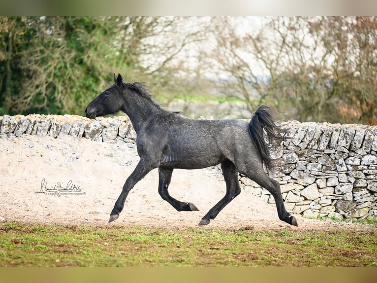 Murgese Mare 3 years 15,1 hh Roan-Blue in Martina Franca