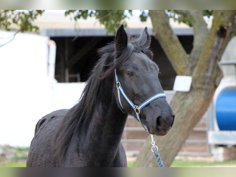 Murgese Mare 3 years 15,2 hh Black in Martina Franca