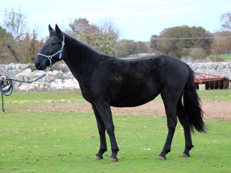 Murgese Mare 3 years 15,2 hh Black in Martina Franca