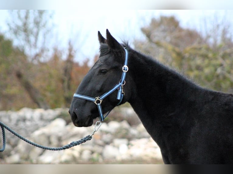 Murgese Mare 3 years 15,2 hh Black in Martina Franca