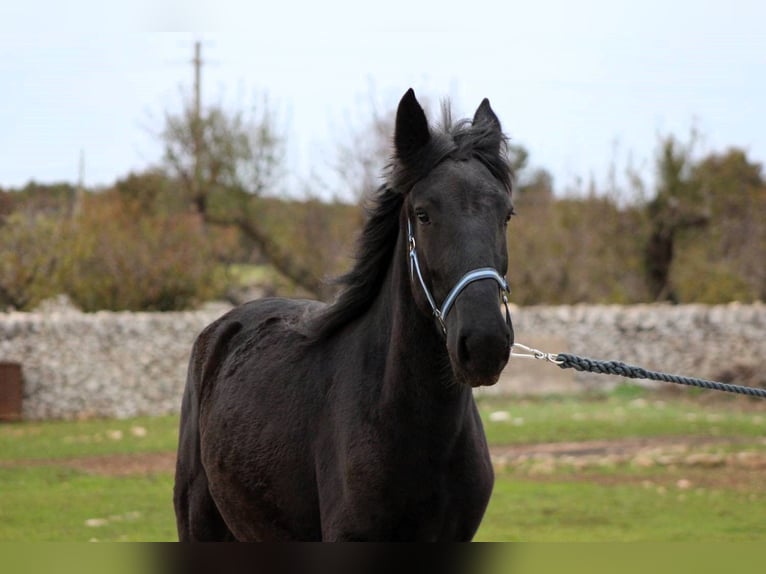 Murgese Mare 3 years 15,2 hh Black in Martina Franca
