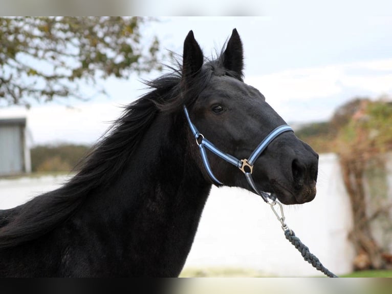 Murgese Mare 3 years 15,2 hh Black in Martina Franca
