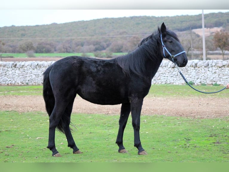 Murgese Mare 3 years 15,2 hh Black in Martina Franca