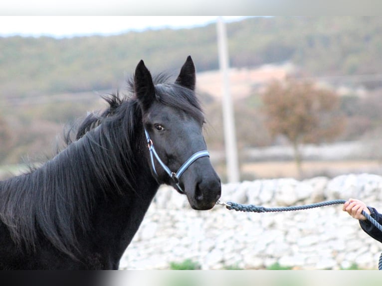 Murgese Mare 3 years 15,2 hh Black in Martina Franca