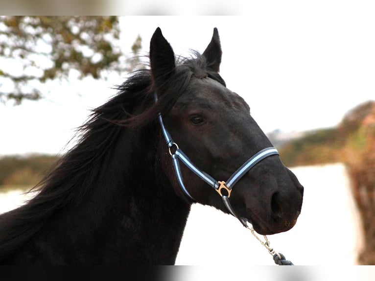 Murgese Mare 3 years 15,2 hh Black in Martina Franca