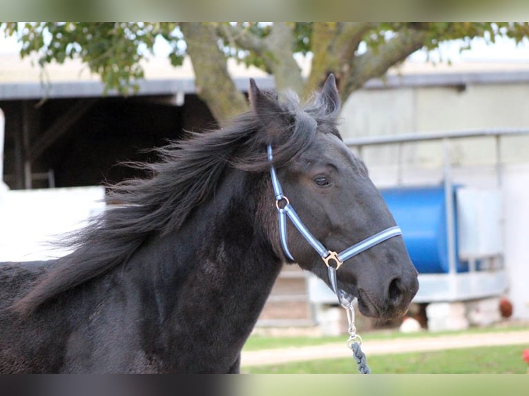 Murgese Mare 3 years 15,2 hh Black in Martina Franca
