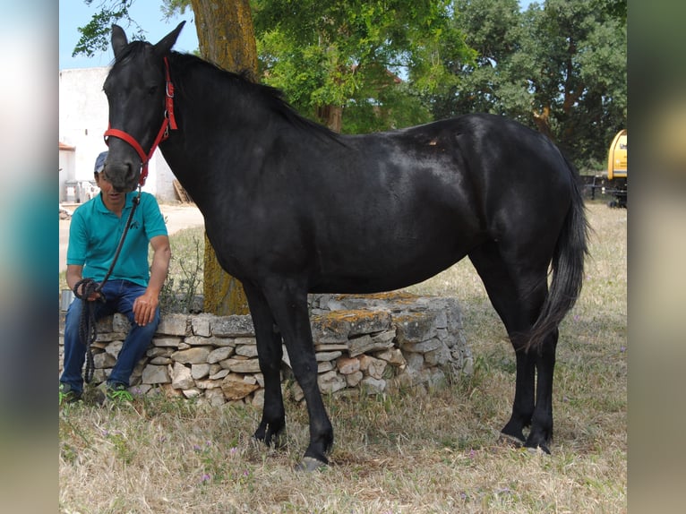 Murgese Mare 4 years 14.2 hh Black in Murgia